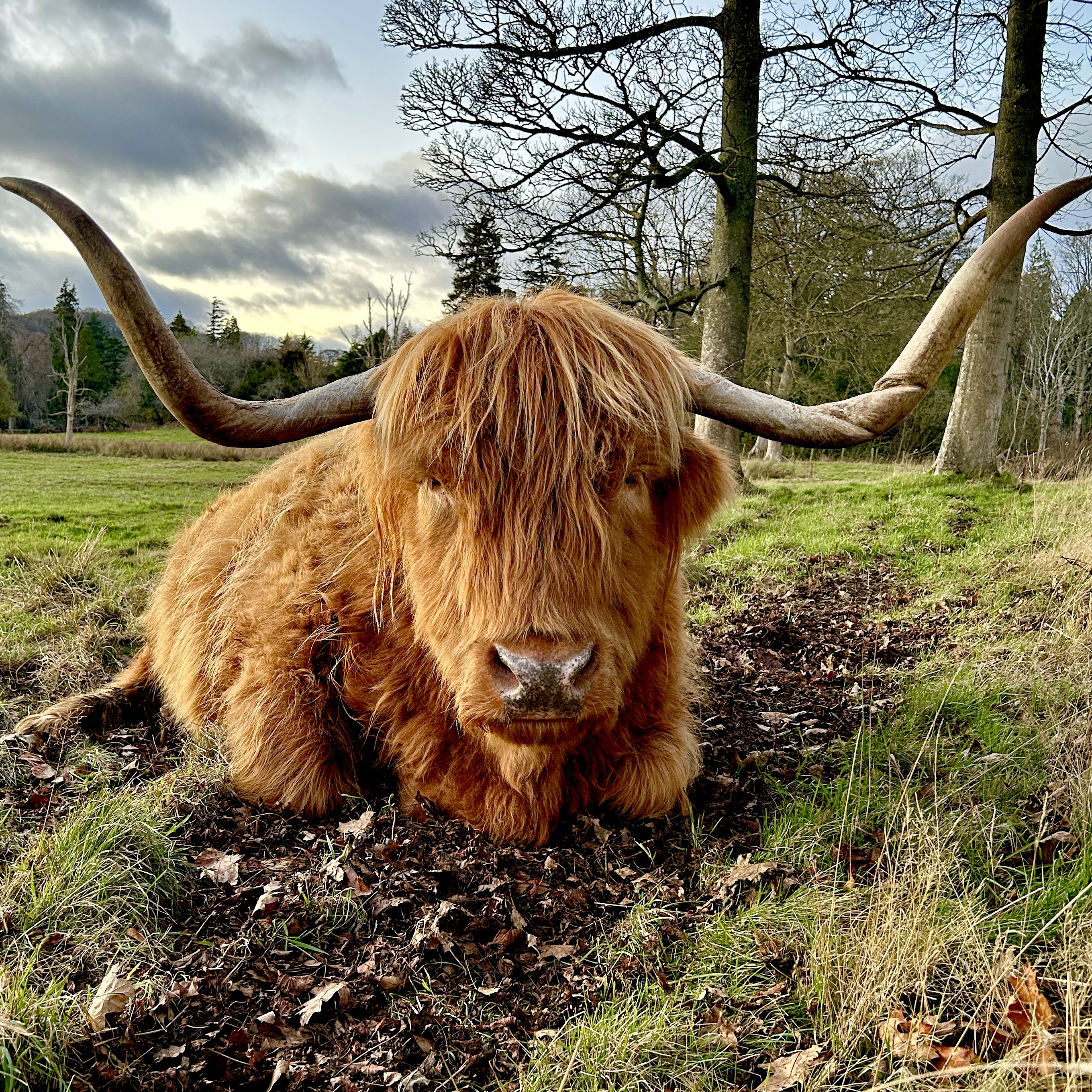 Moo